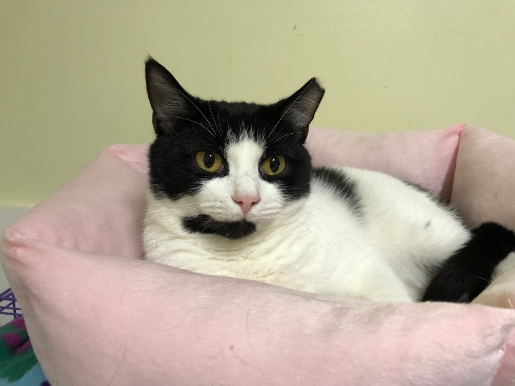 Minnie, an adoptable Domestic Short Hair in Meriden, CT, 06451 | Photo Image 1