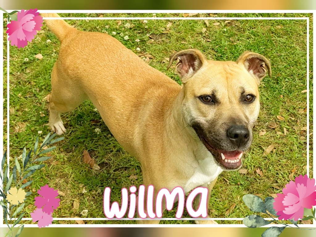 Willma