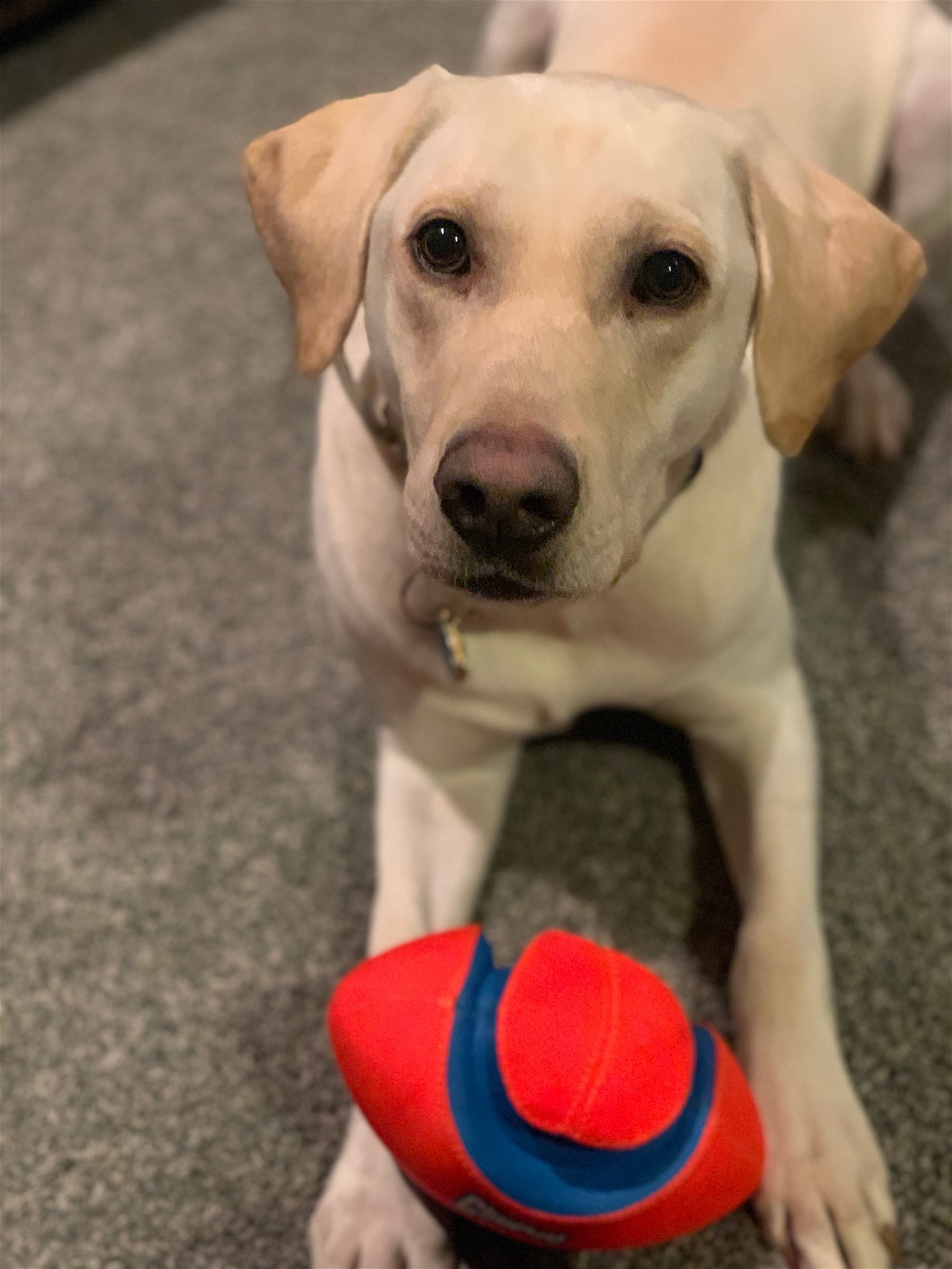 Maverick the Lab