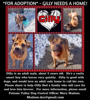 COURTESY POSTING Handsome GILLY is one of the smartest boys in foster Good wit
