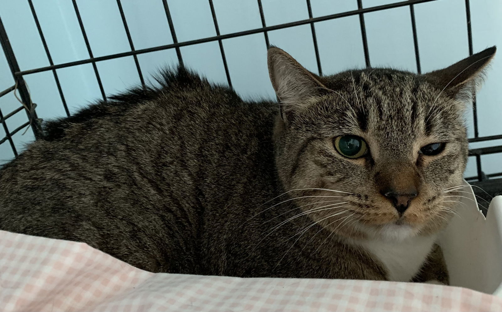 Hexe, an adoptable Domestic Short Hair in Hudson, NY, 12534 | Photo Image 1