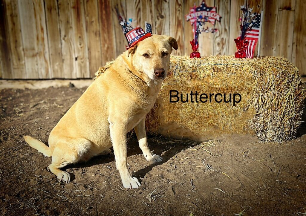 Buttercup