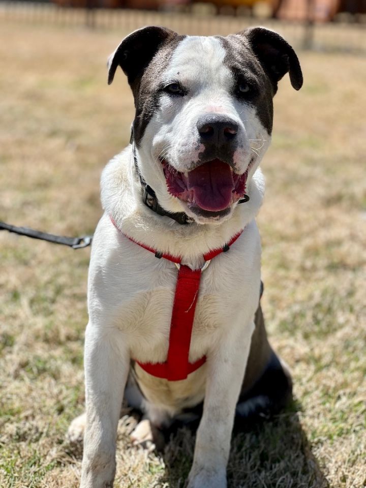 Scottie, aka Tasmanian Devil, an adopted Pit Bull Terrier & Staffordshire Bull Terrier Mix in Uvalde, TX_image-1