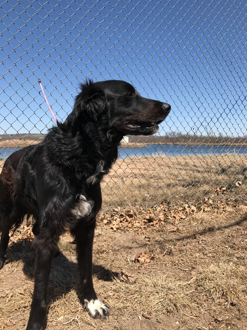 Tucker, an adoptable Gordon Setter, Border Collie in Junction, TX, 76849 | Photo Image 2