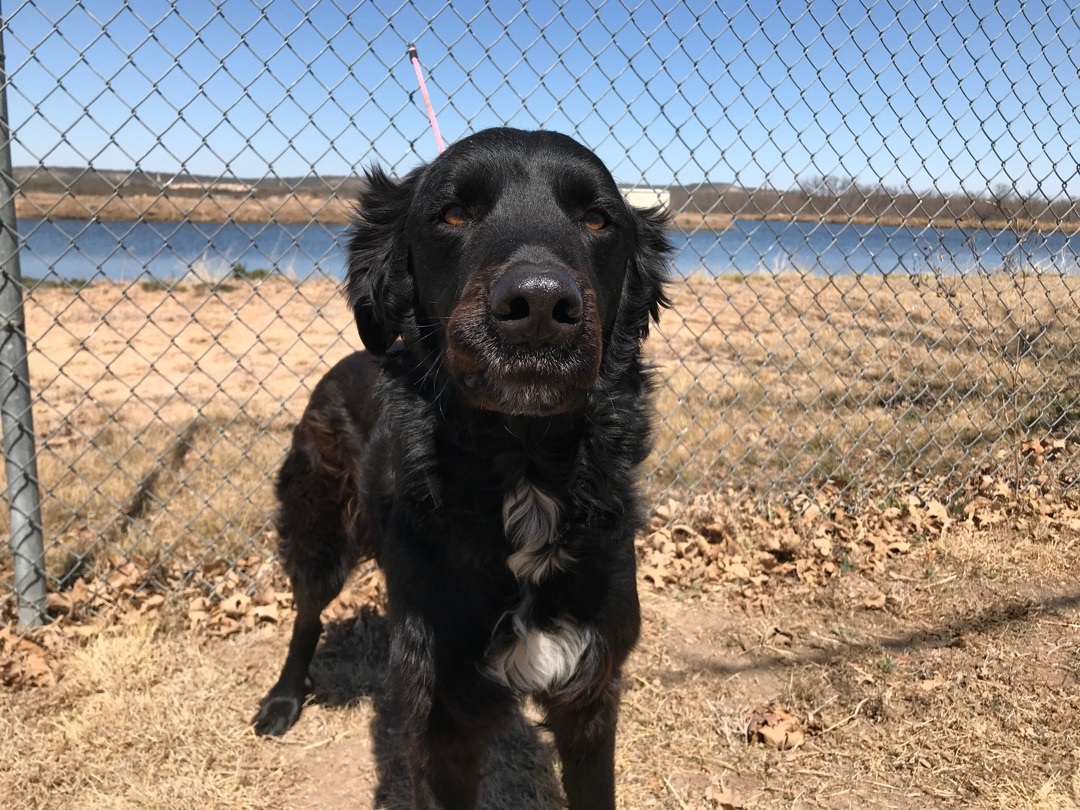 Tucker, an adoptable Gordon Setter, Border Collie in Junction, TX, 76849 | Photo Image 3