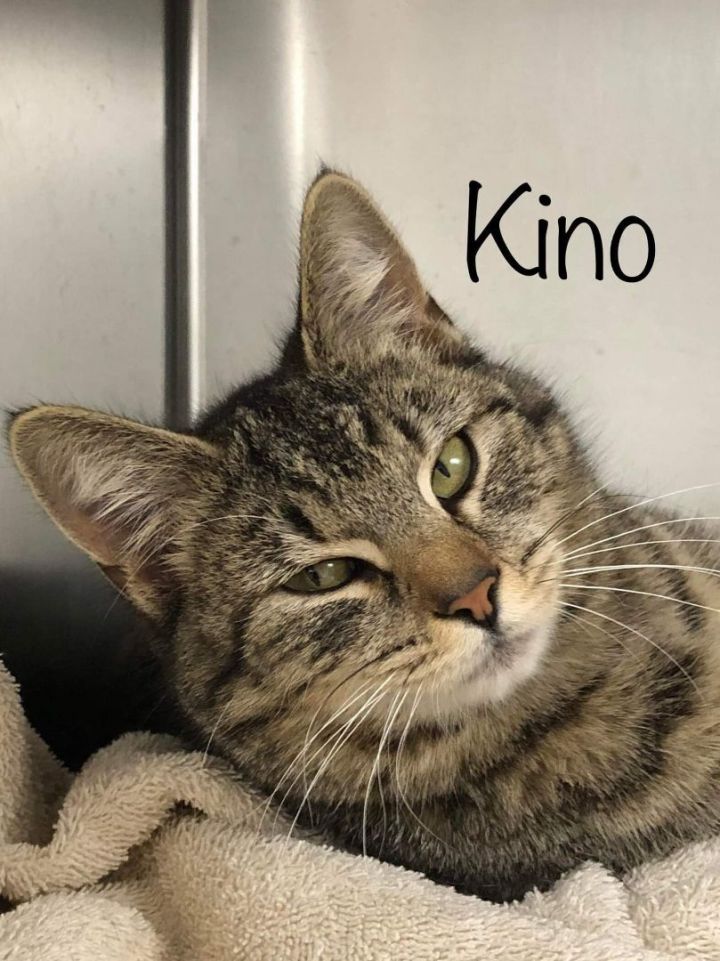 Kino, an adopted Domestic Short Hair Mix in Toast, NC_image-1