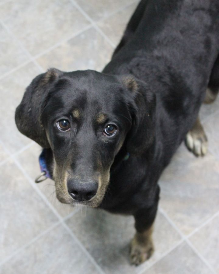 Claire, an adoptable Catahoula Leopard Dog & Hound Mix in Neillsville, WI_image-2