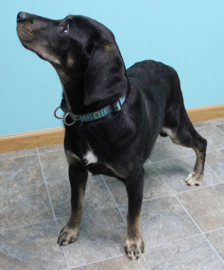 Claire, an adoptable Catahoula Leopard Dog & Hound Mix in Neillsville, WI_image-5