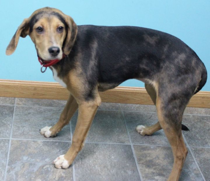 Poppy, an adopted Catahoula Leopard Dog Mix in Neillsville, WI_image-3