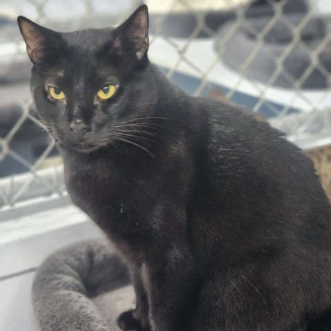 Bobby, an adoptable Domestic Short Hair in Hopkins, SC, 29061 | Photo Image 1