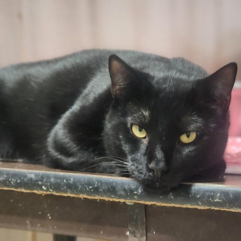 Bobby, an adoptable Domestic Short Hair in Hopkins, SC, 29061 | Photo Image 2