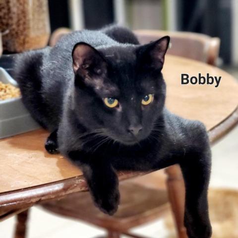 Bobby, an adoptable Domestic Short Hair in Hopkins, SC, 29061 | Photo Image 3