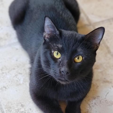 Bobby, an adoptable Domestic Short Hair in Hopkins, SC, 29061 | Photo Image 4