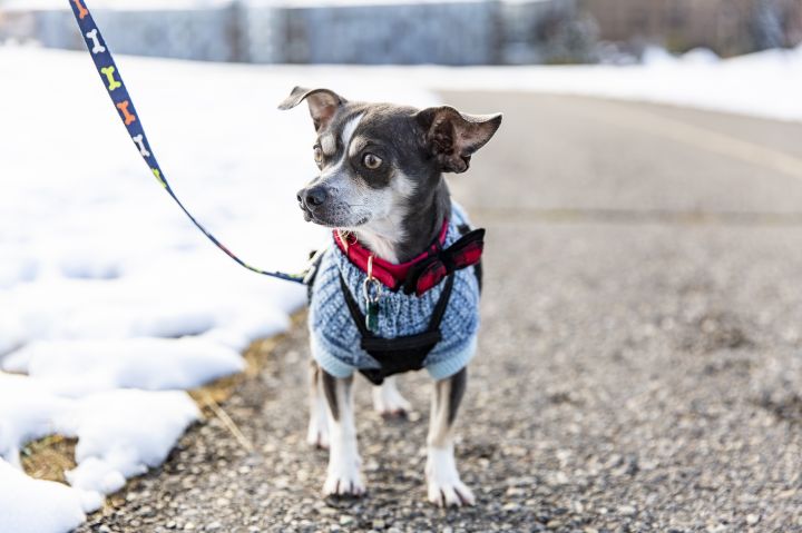 Dog For Adoption Papito A Chihuahua Mix In Calgary Ab Petfinder