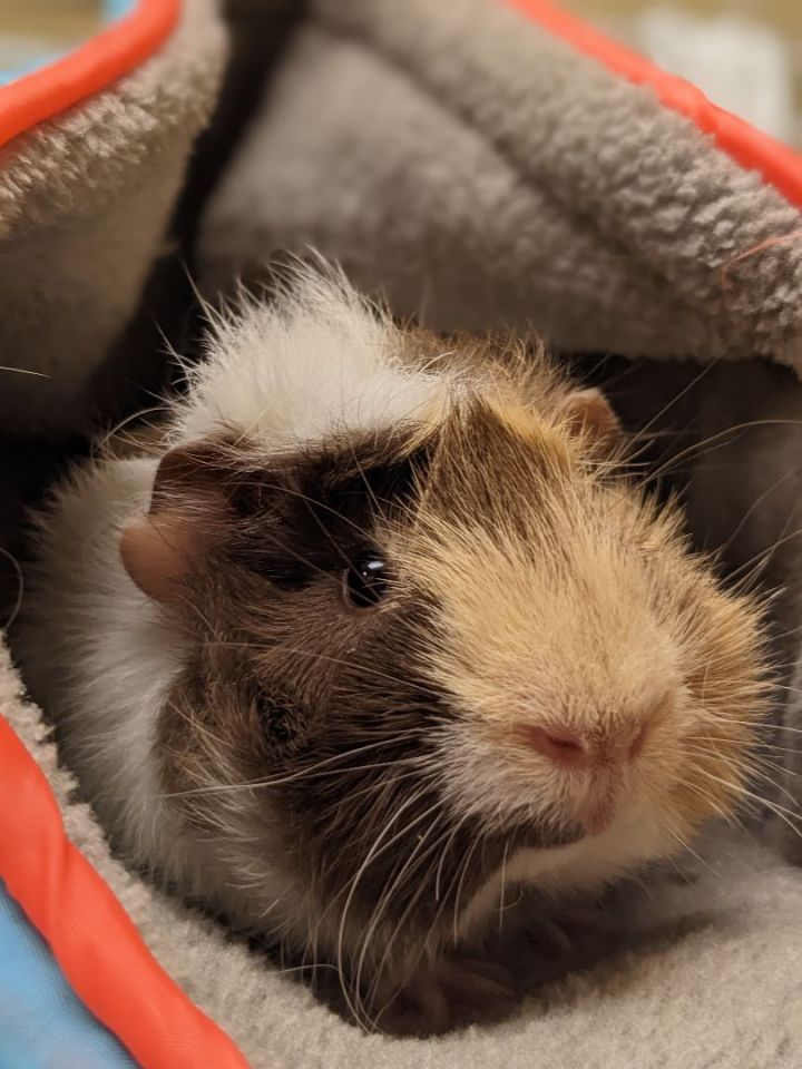 Sneezy, an adoptable Guinea Pig in Bellingham, WA_image-1