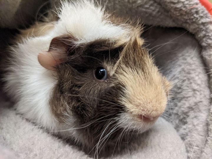 Sneezy, an adoptable Guinea Pig in Bellingham, WA_image-2