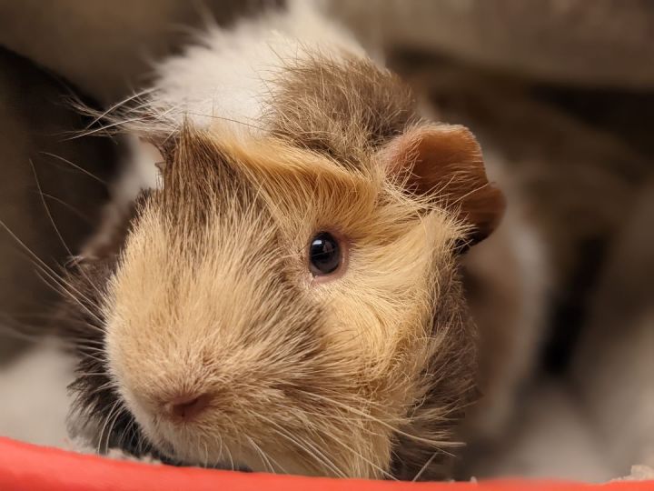 Sneezy, an adoptable Guinea Pig in Bellingham, WA_image-3