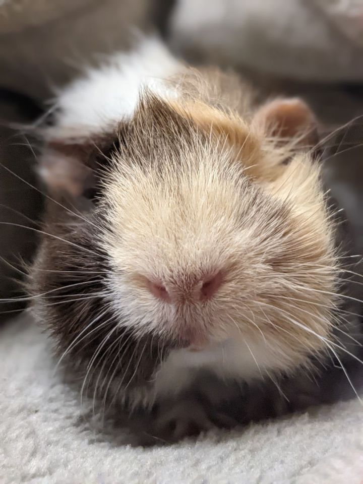 Sneezy, an adoptable Guinea Pig in Bellingham, WA_image-4