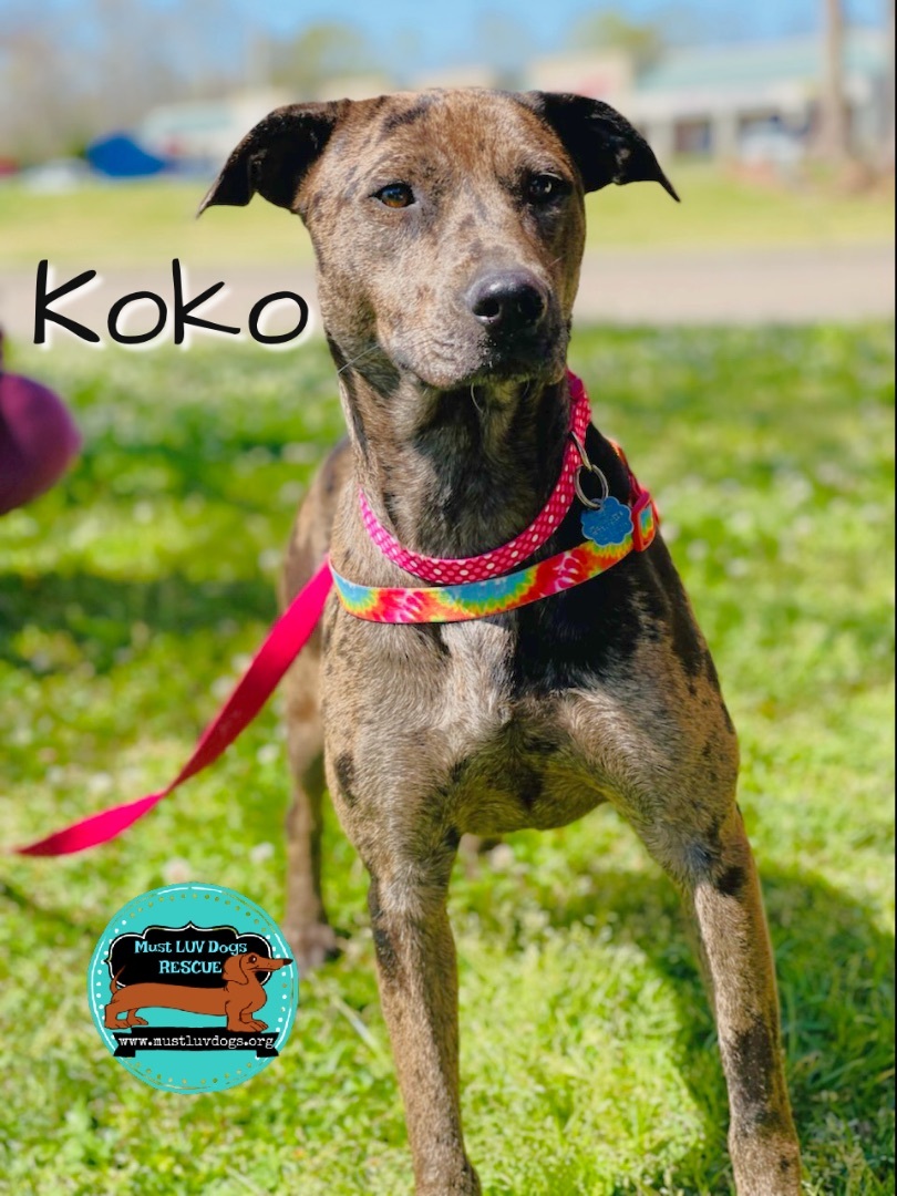 KoKo