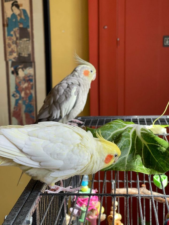 Merve and Harpy, an adopted Cockatiel in Alexander, NC_image-3