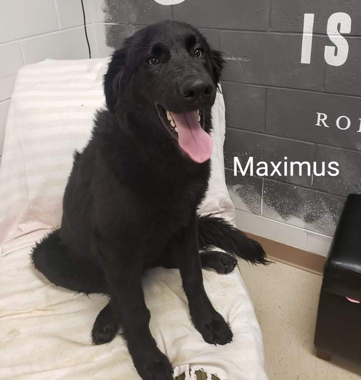 Maximus