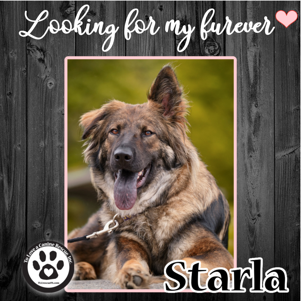 Starla (Mom of Starla Pups) 032622