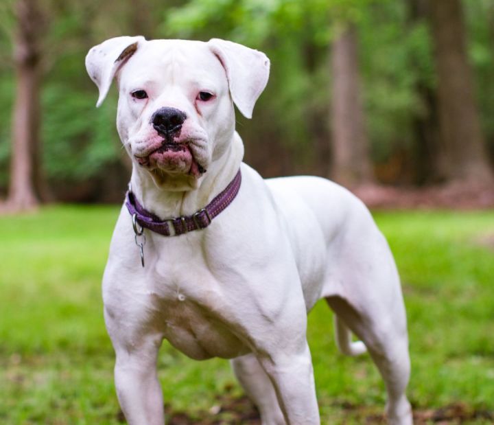 American bulldog best sale and boxer mix