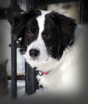 Hull's Haven Border Collie Rescue