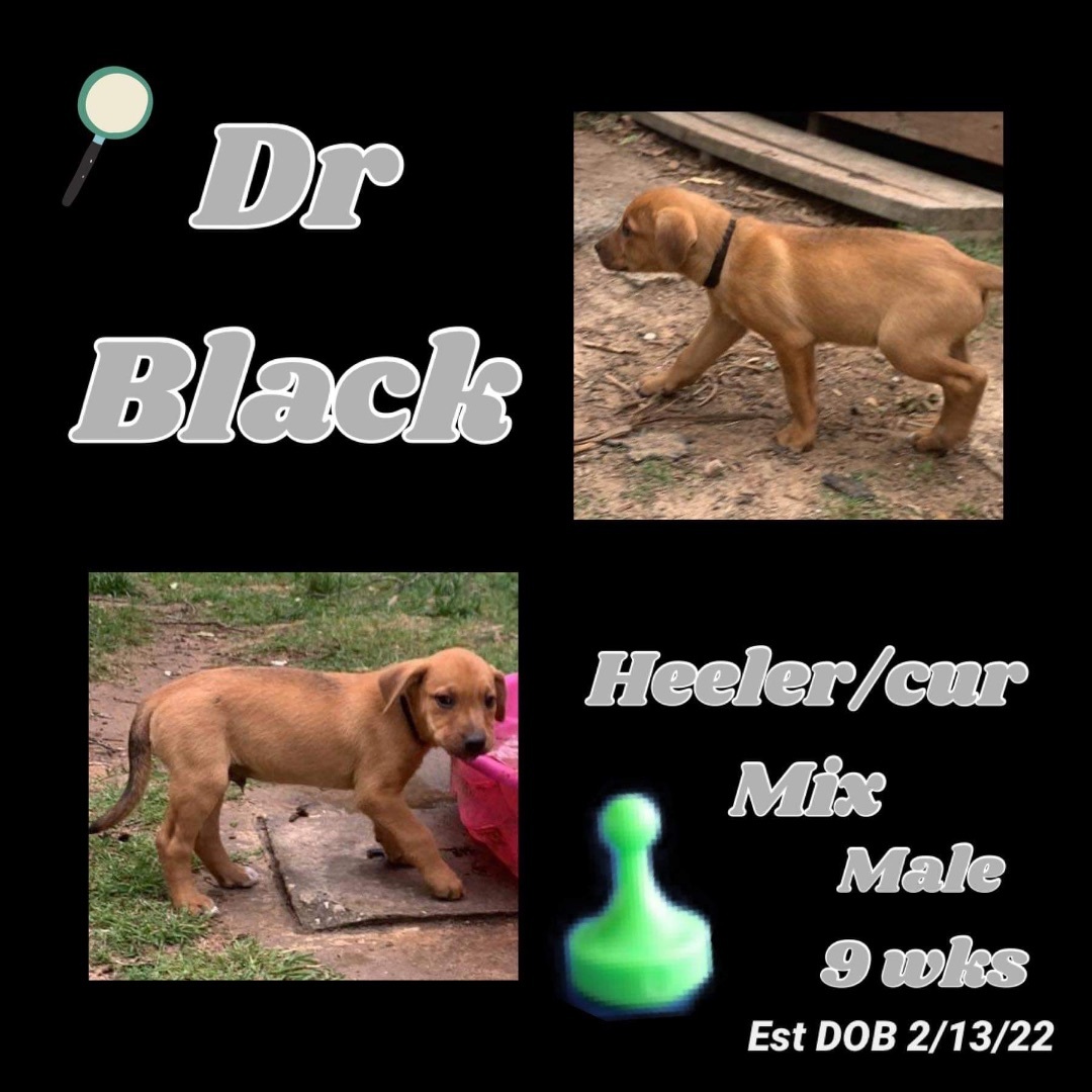 Dr Black
