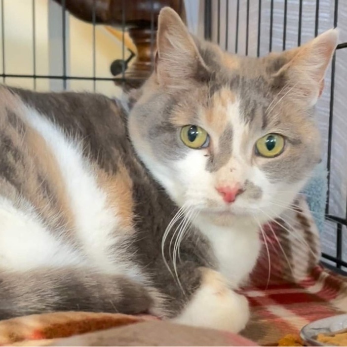 Maven, an adoptable Dilute Calico & Domestic Short Hair Mix in Queenstown, MD_image-4