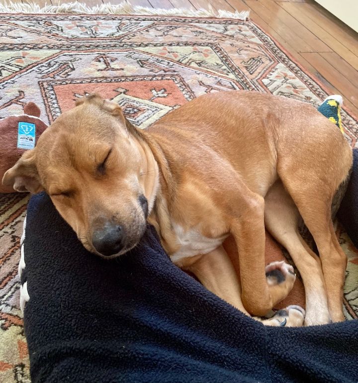 Josie, an adoptable Yellow Labrador Retriever & Hound Mix in Cincinnati, OH_image-2