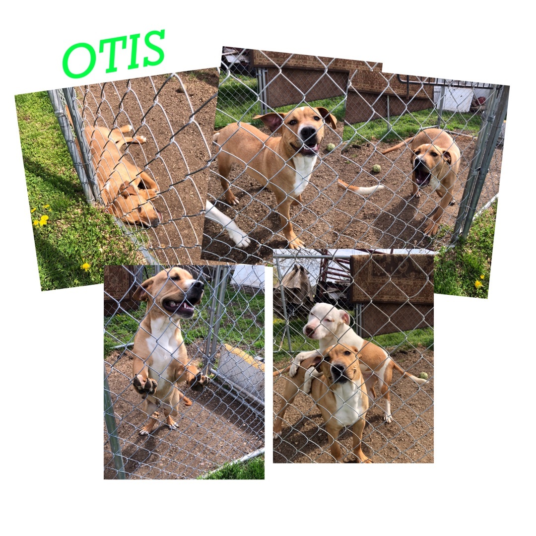 Otis