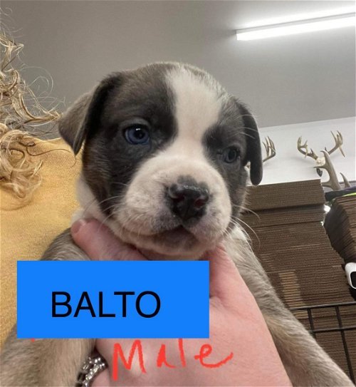 Balto