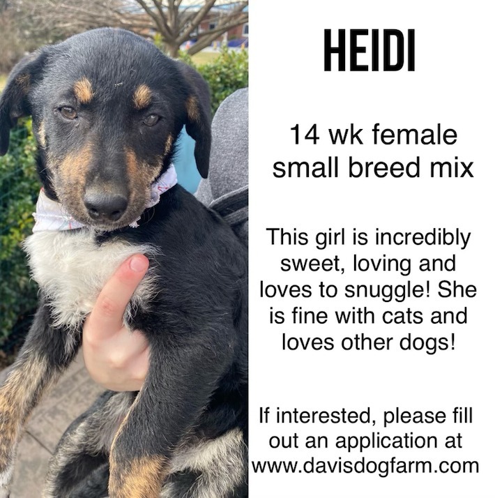 Heidi