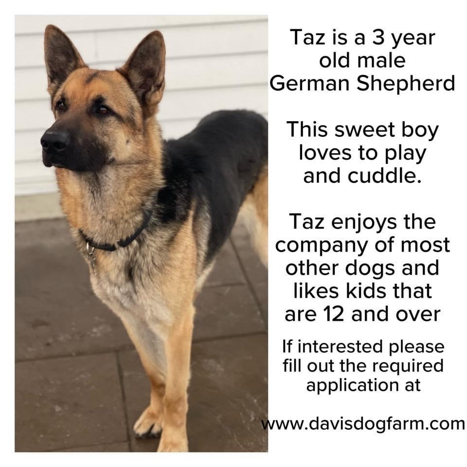 Taz