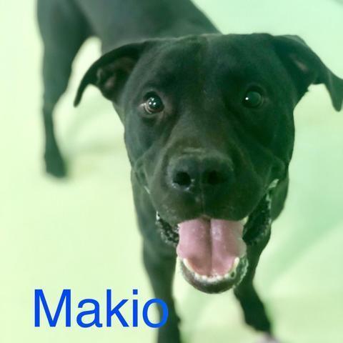 Makio