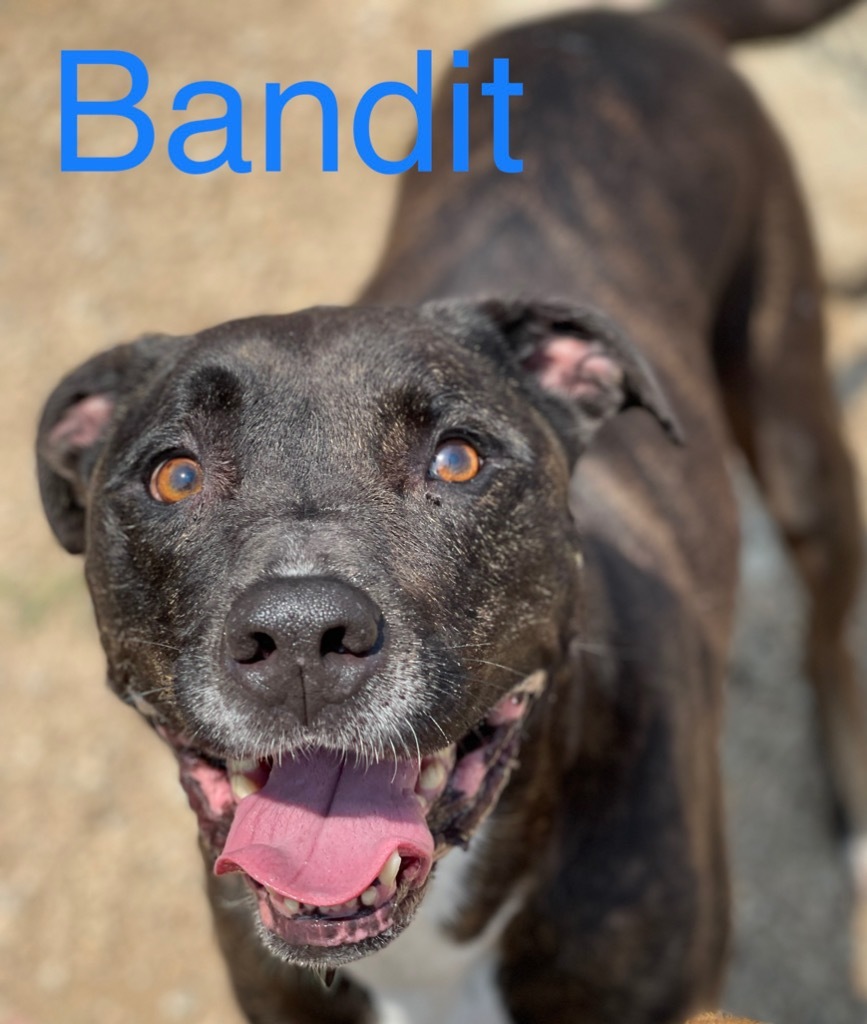 Bandit #1