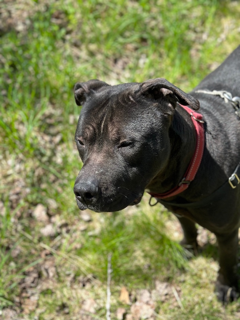 HERO, an adoptable American Staffordshire Terrier, American Bulldog in Morris, NY, 13808 | Photo Image 2