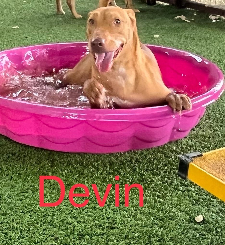 Devin