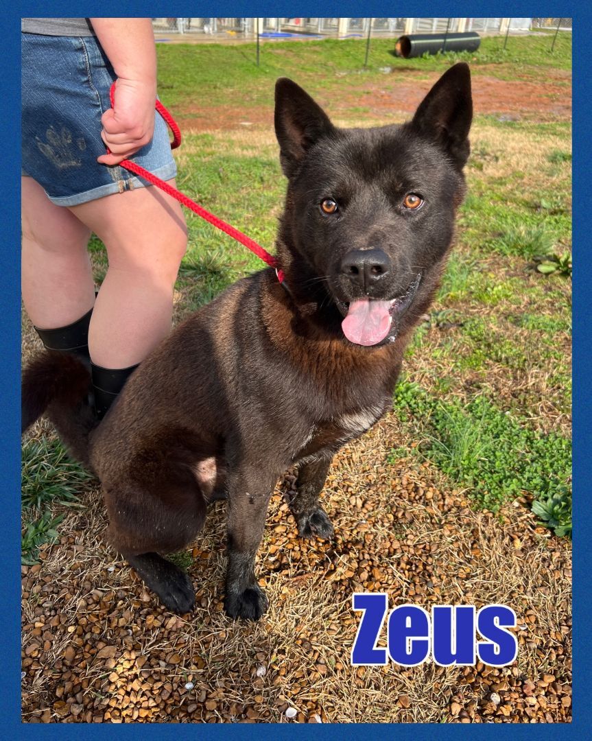 Zeus