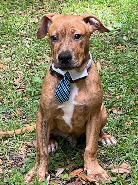 Scrappy-Doo, an adoptable Boxer, American Staffordshire Terrier in Ocala, FL, 34475 | Photo Image 2