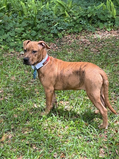 Scrappy-Doo, an adoptable Boxer, American Staffordshire Terrier in Ocala, FL, 34475 | Photo Image 3