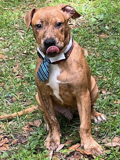 Scrappy-Doo, an adoptable Boxer, American Staffordshire Terrier in Ocala, FL, 34475 | Photo Image 5