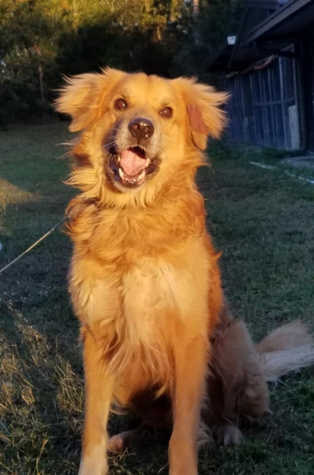 Butch, an adoptable Golden Retriever, Great Pyrenees in Ocala, FL, 34475 | Photo Image 1