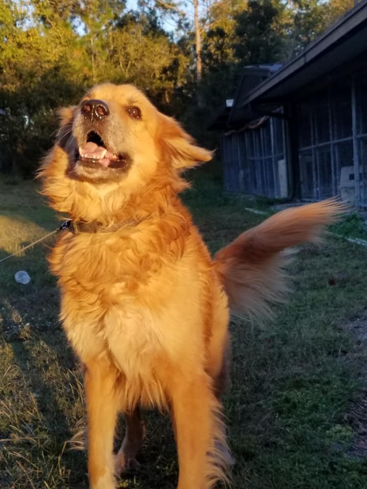 Butch, an adoptable Golden Retriever, Great Pyrenees in Ocala, FL, 34475 | Photo Image 2