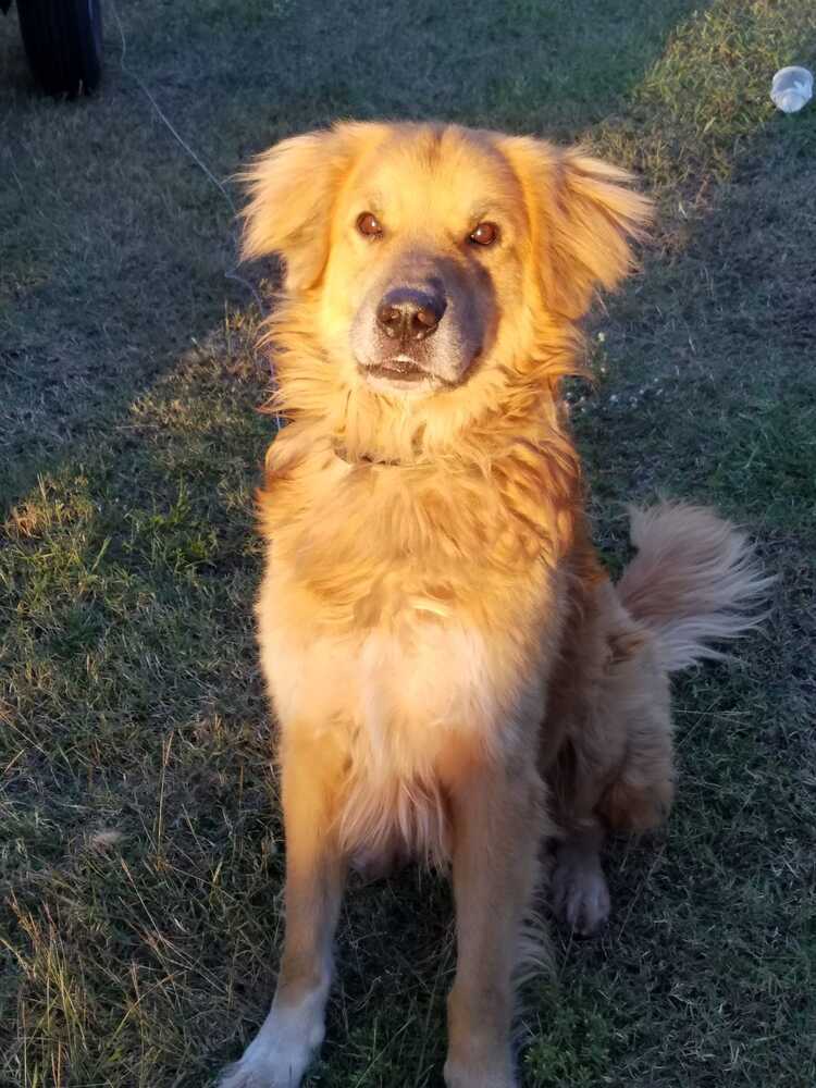 Butch, an adoptable Golden Retriever, Great Pyrenees in Ocala, FL, 34475 | Photo Image 3