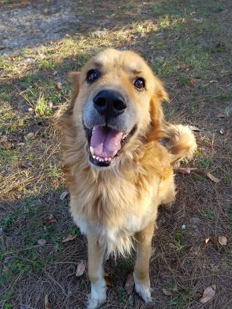 Butch, an adoptable Golden Retriever, Great Pyrenees in Ocala, FL, 34475 | Photo Image 4