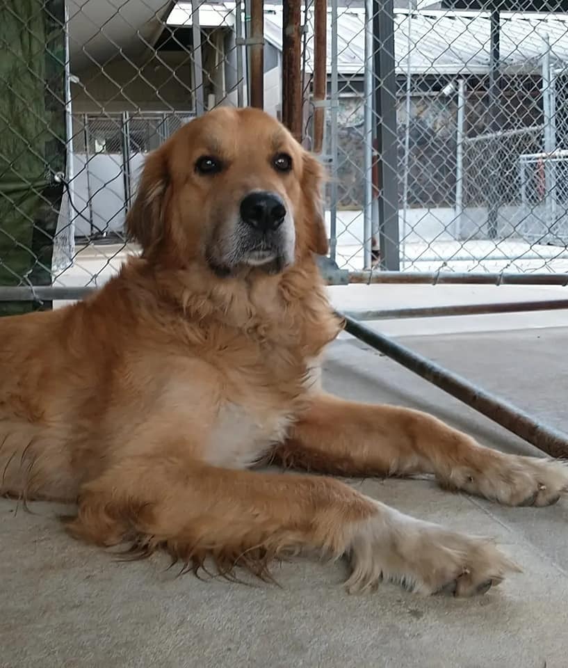 Butch, an adoptable Golden Retriever, Great Pyrenees in Ocala, FL, 34475 | Photo Image 5