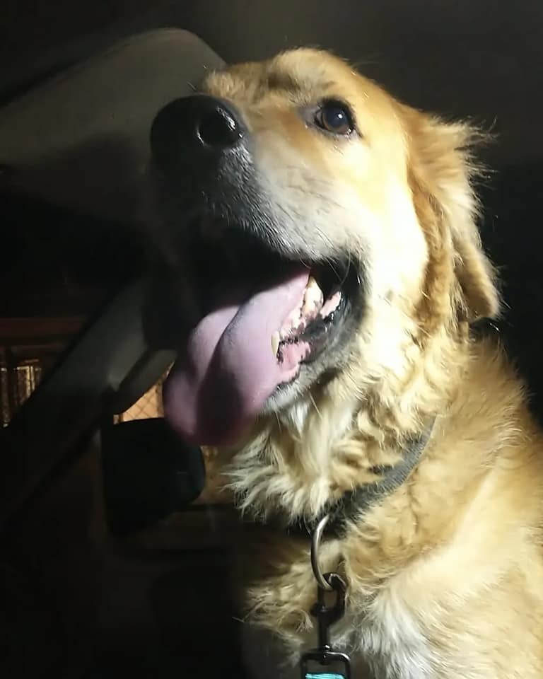 Butch, an adoptable Golden Retriever, Great Pyrenees in Ocala, FL, 34475 | Photo Image 6