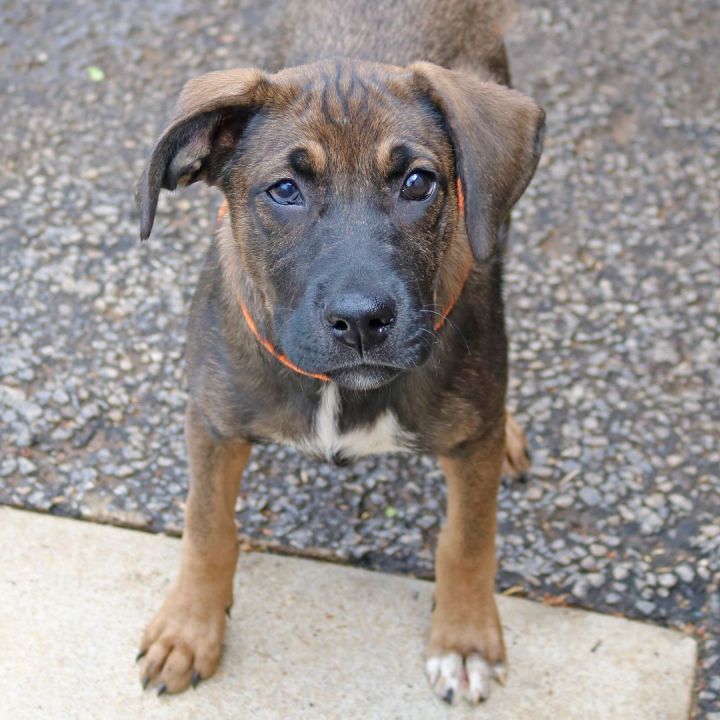 Lily, an adopted German Shepherd Dog Mix in Gainesville, GA_image-1
